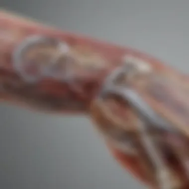 Anatomical Insights into the Arm Anatomical diagram showcasing the structure and muscles of the arm